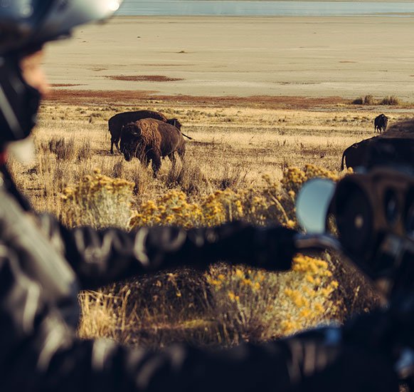 Un motocycliste sur une Street Glide Special passant devant des bisons