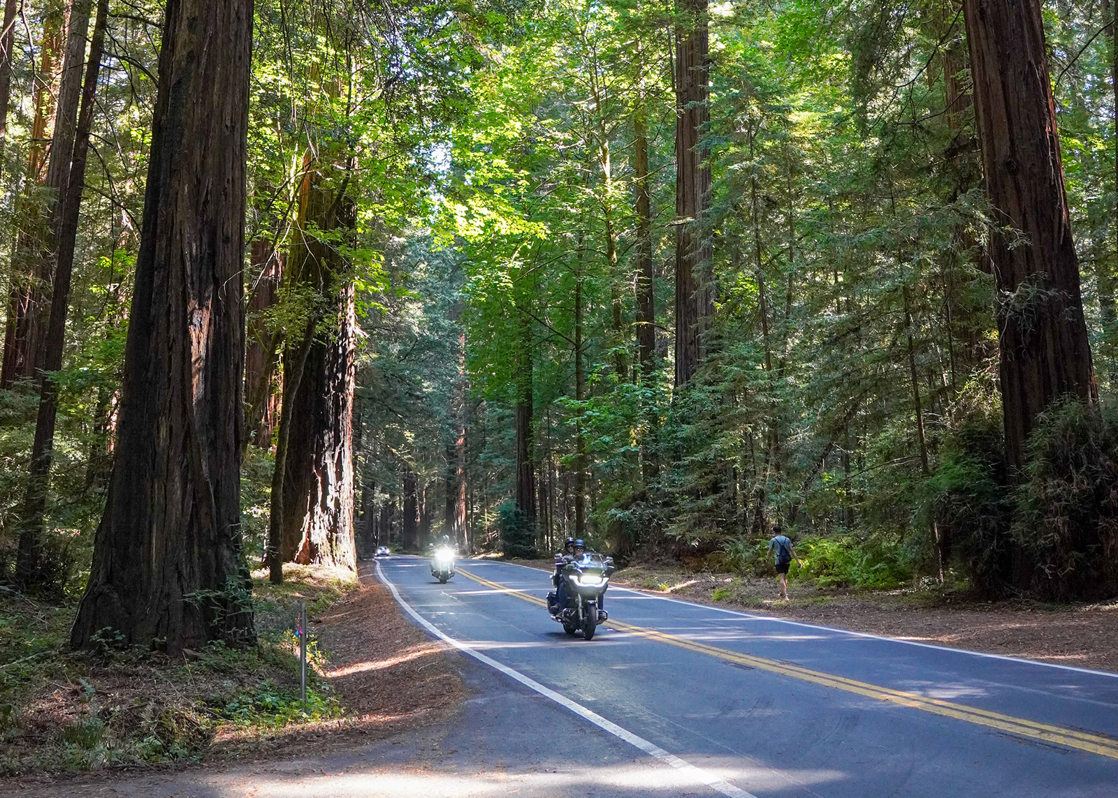 Two motorcyclists riding through Redwood National Park.