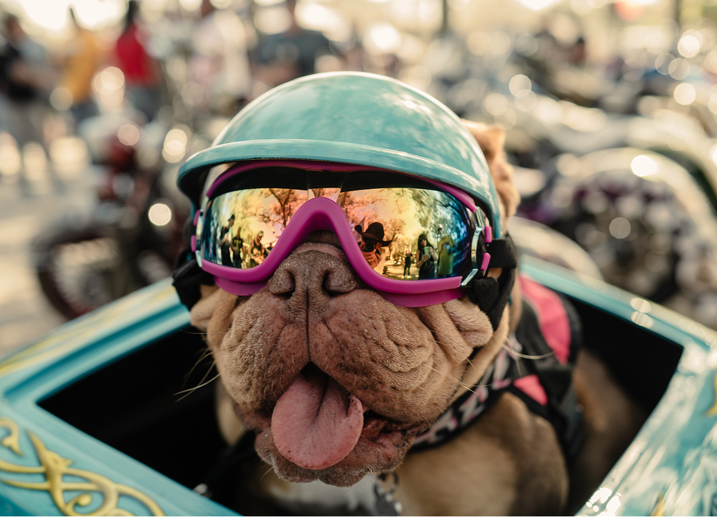 Bulldog wearing chrome lensed goggles and a helmet, sitting in a motorcycle sidecar with bikes blurred behind