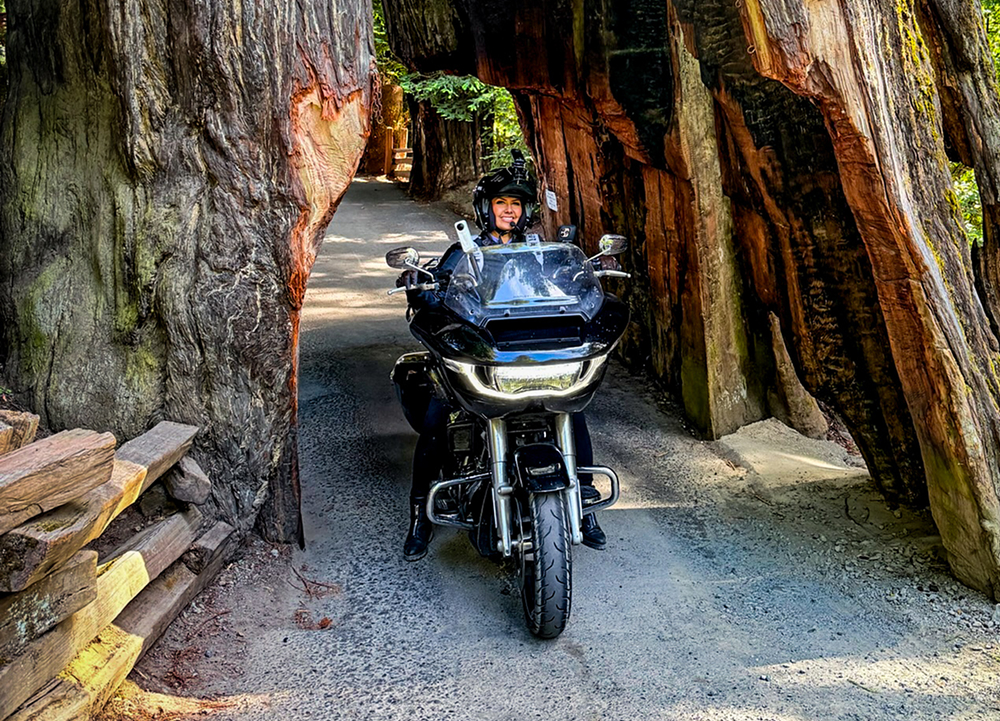 Harley-Davidson touring motorcycle rides through a narrow opening carved into a giant redwood tree
