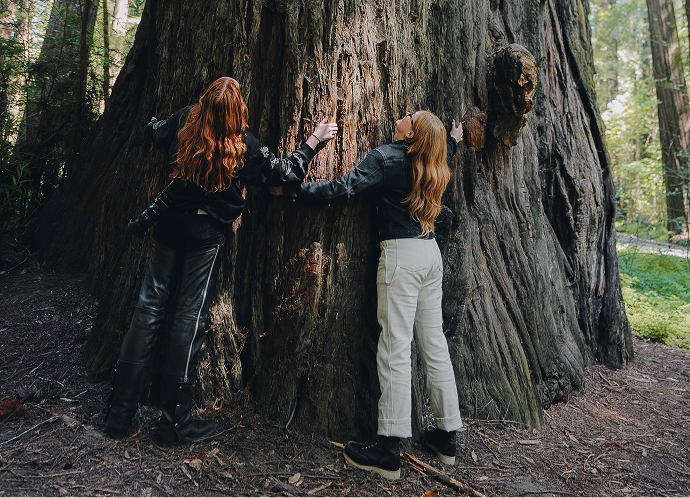 Two people stand in a forest with hands on a massive tree trunk, surrounded by tall redwoods and dappled light