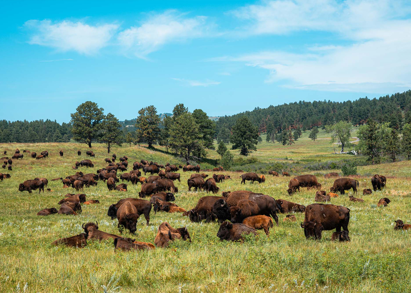 A large herd of bison grazes and rests in a grassy meadow surrounded by trees under a bright blue sky.