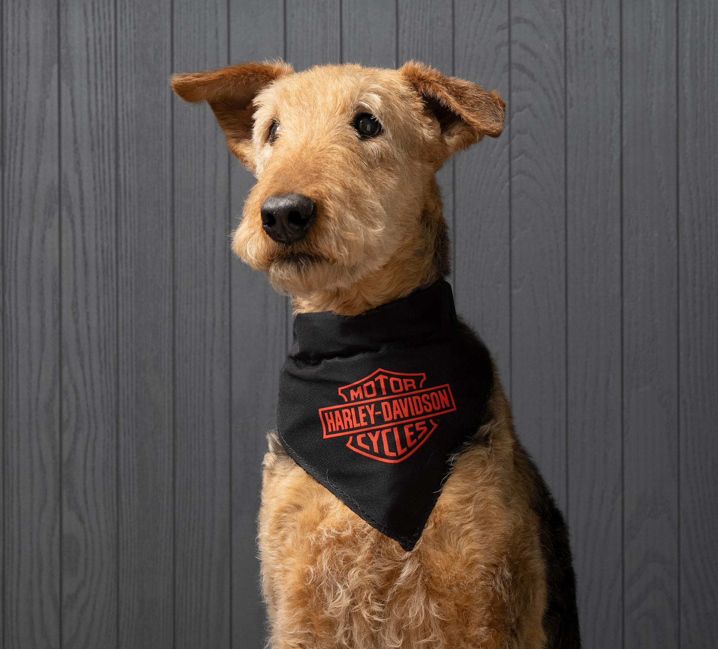 Pet Bandana in Black