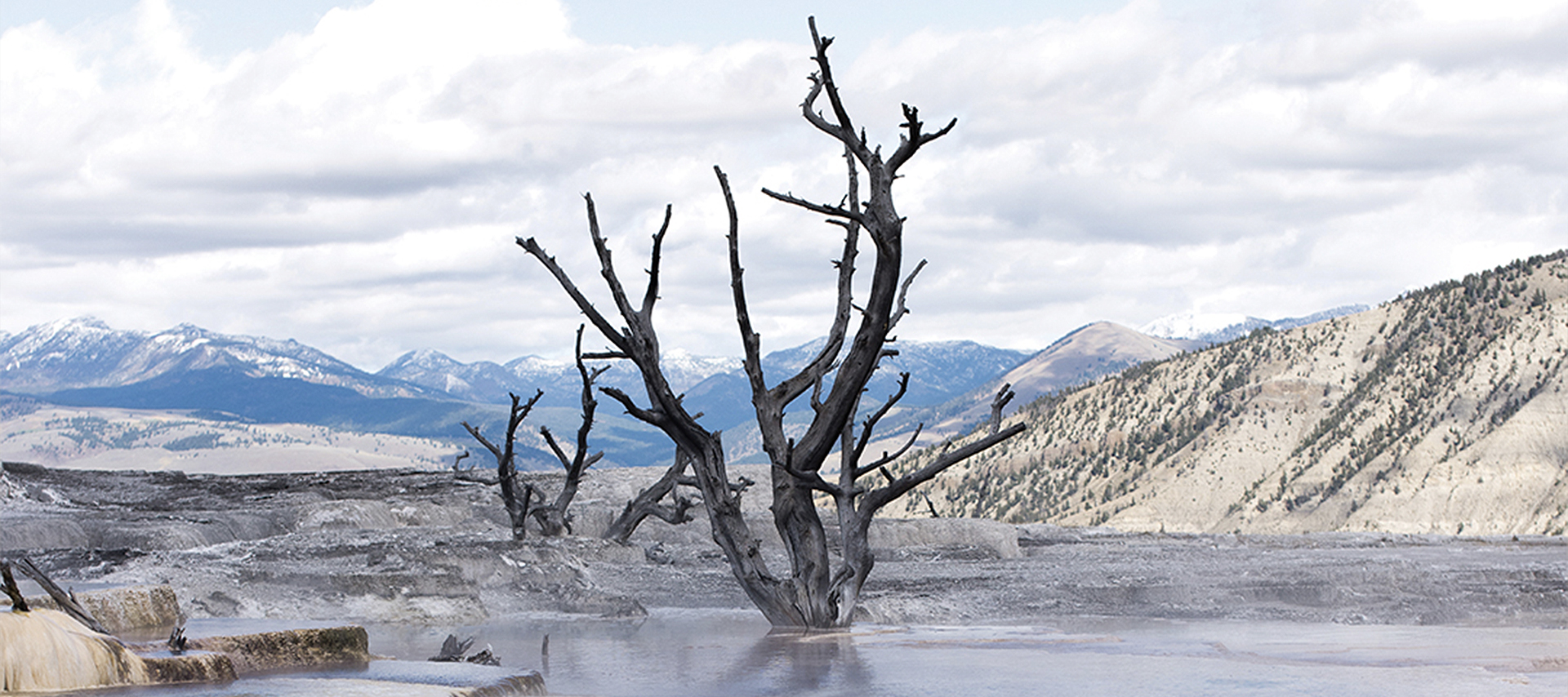 A petrified tree in a lake 