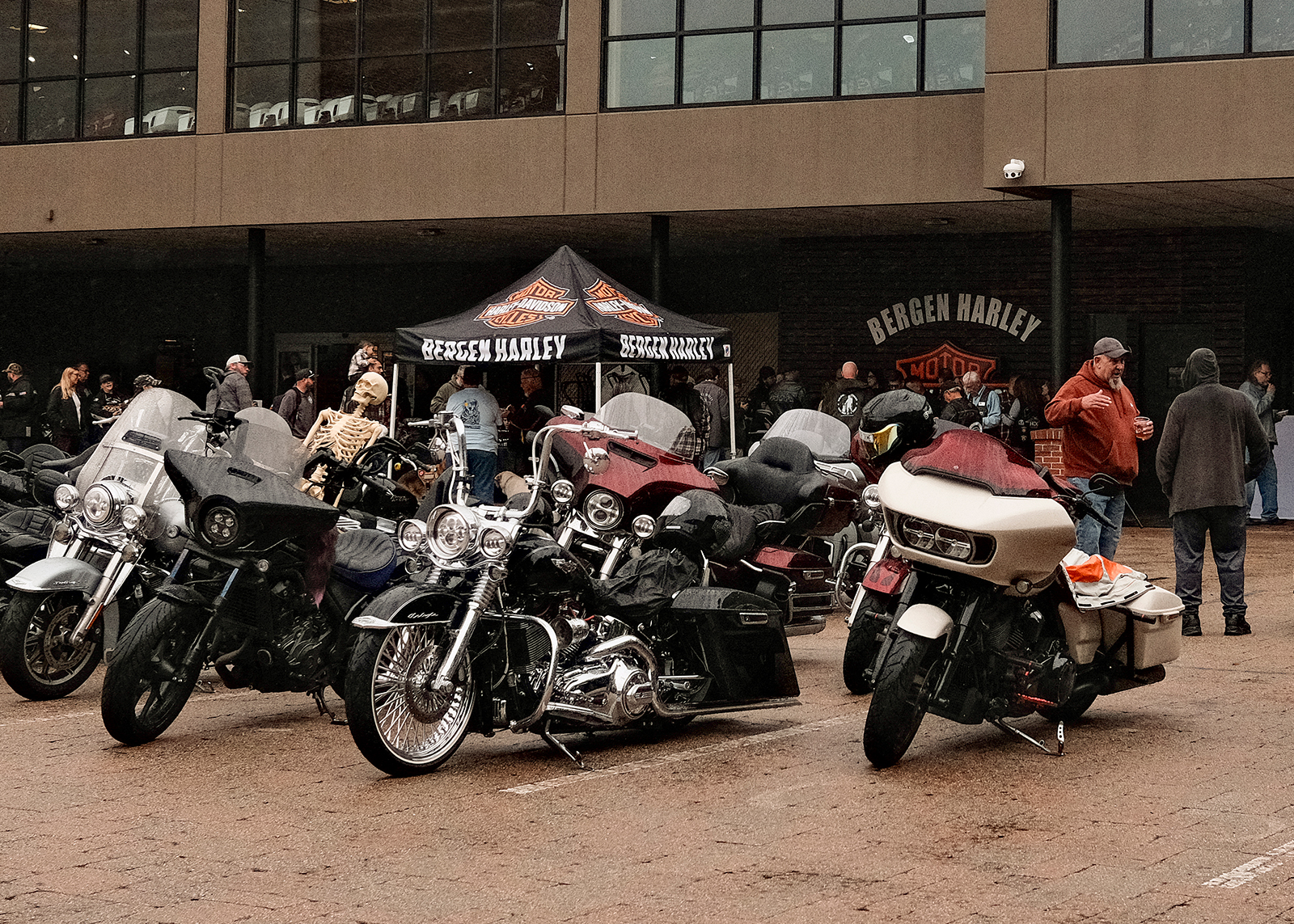 A row of Harley motorcycles parked at Bergen H-D for their 50 year anniversary event, including one with a skeleton prop in the seat.