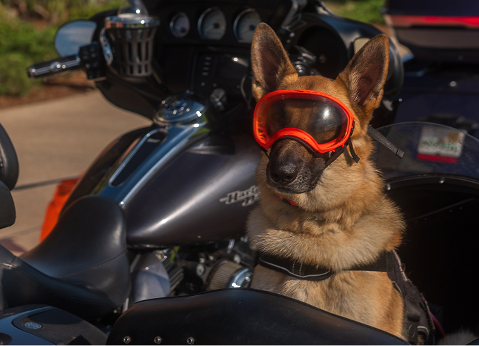 German Shepard wearing red goggles sits facing backwards in a motorcycle sidecar