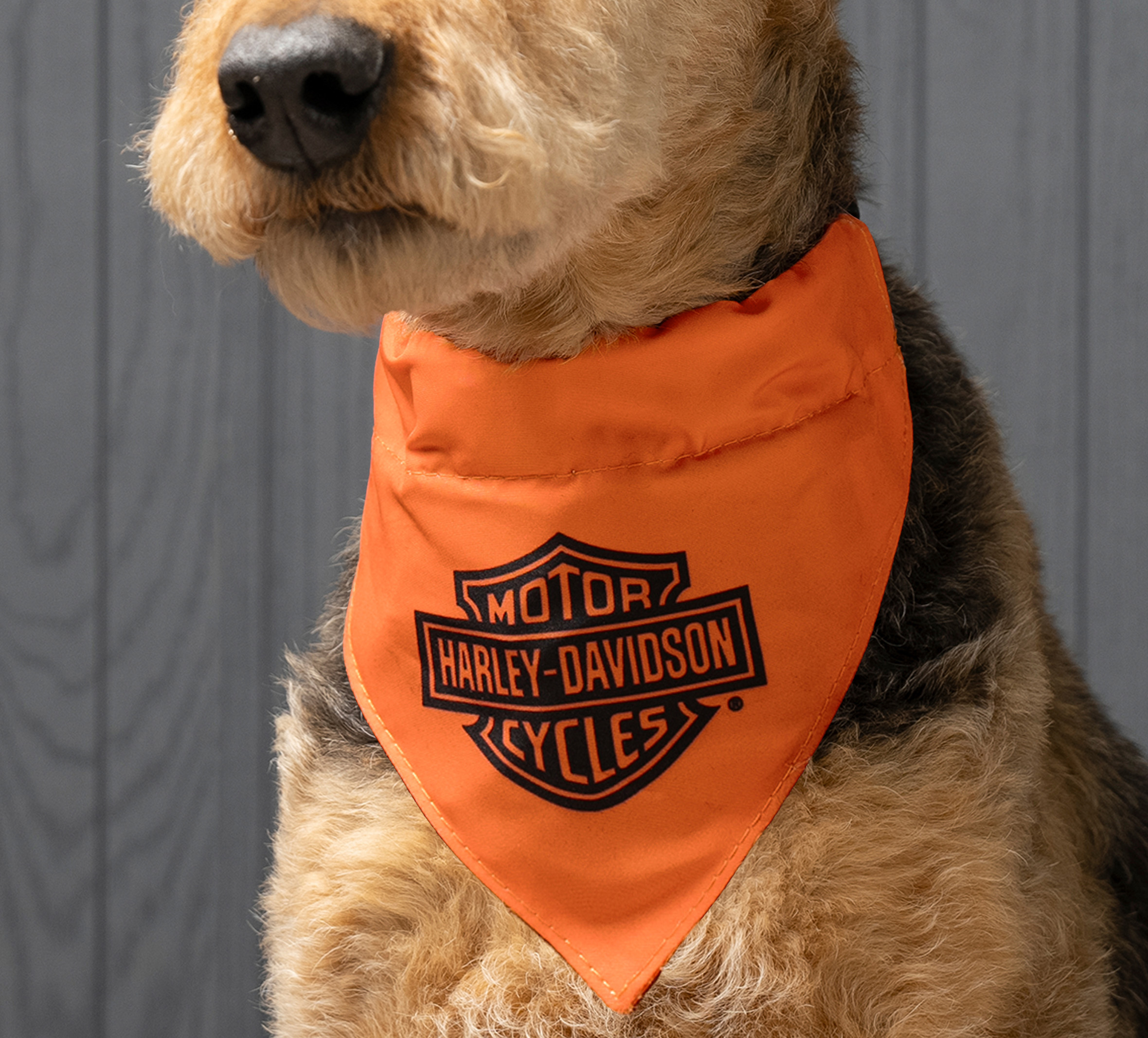 Pet Bandana in Orange