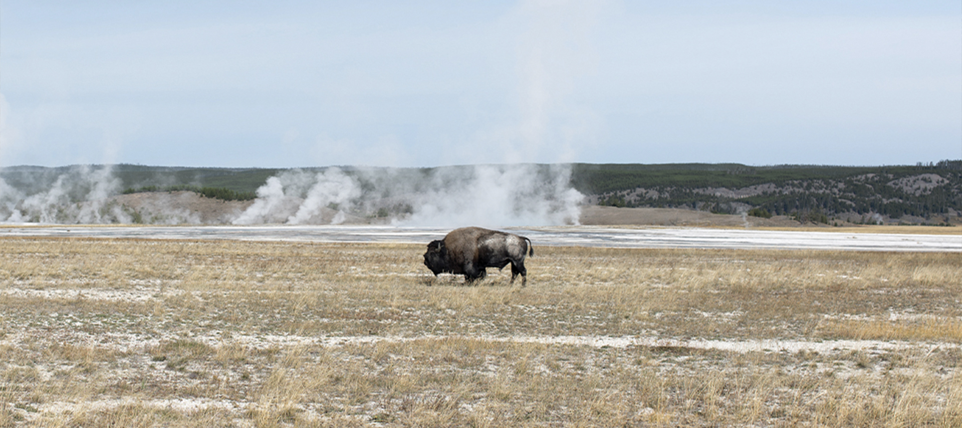 A lone bison near a hot spring 