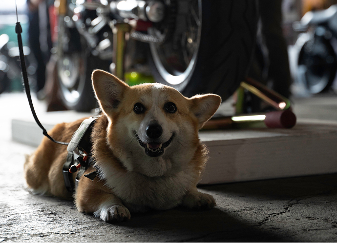 Corgi dog lying on a garage floor beside motorcycles at The One Moto Show
