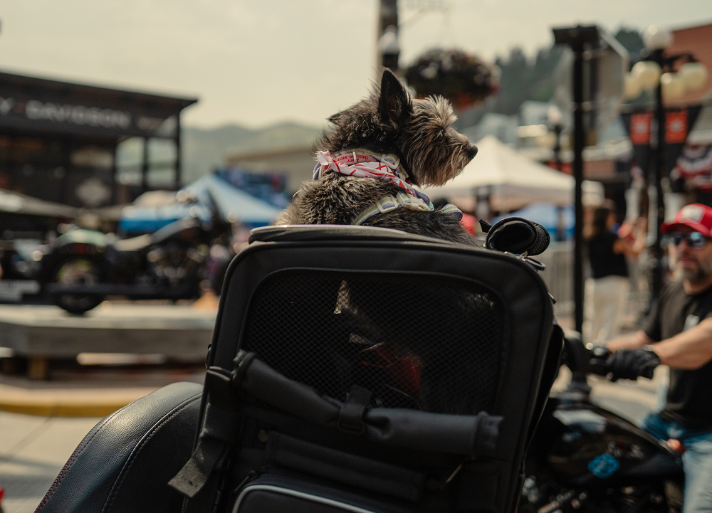 Small dog rides in a motorcycle carrier while watching activity at a crowded outdoor motorcycle event