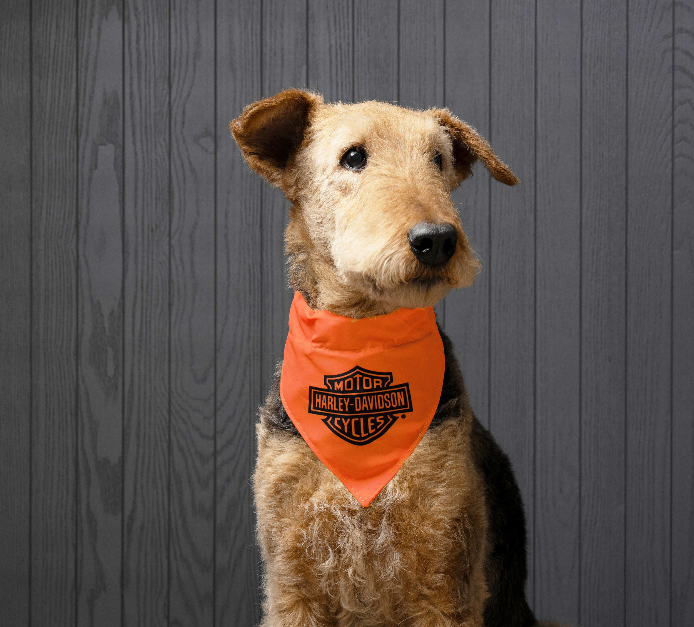 Pet Bandana in Orange