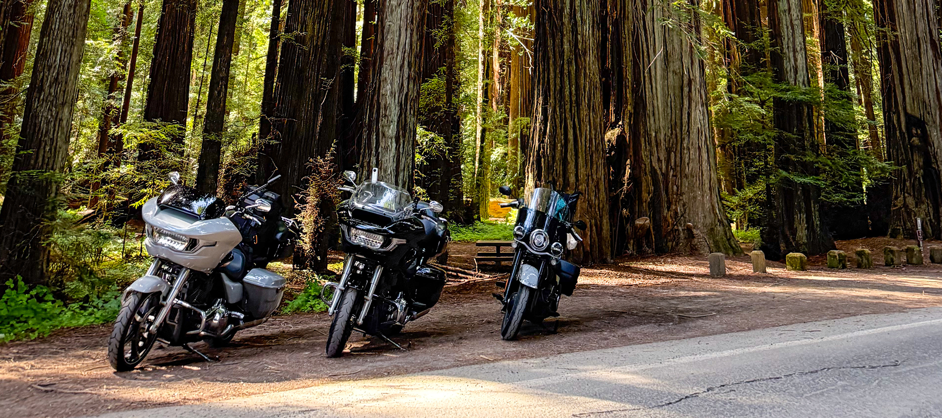 Three Harley-Davidson motorcycles parked among towering redwood trees beside a quiet forest road