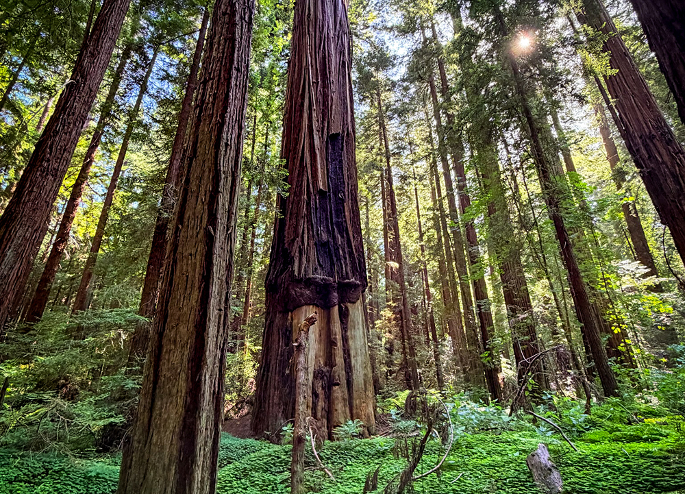 Sunlight filters through a grove of towering redwoods, illuminating lush forest undergrowth